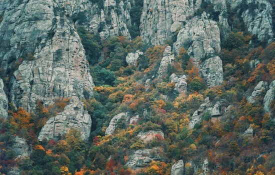 Beautiful colorful trees on rocks of mountain Demerdji in autumn season. Toned image