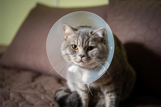 Tired cat gray Scottish Straight breed resting with veterinairy cone after surgery at home on the couch. Animal healthcare concept. After surgery cat's recovery in or E-Collar. Elizabethan Collar.