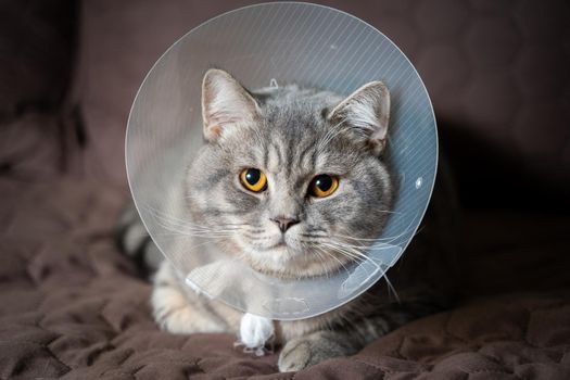 Domestic gray British Shorthair cat with orange eyes in a protective collar at home on the couch after surgery. The topic is medicine and the protection of pets. The cat is resting after castration.