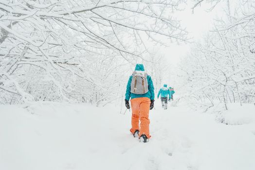 Group of people hikers walking on snowy path among trees in winter, rear view