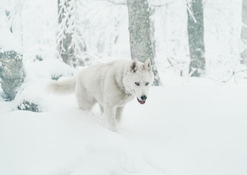 Husky dog walking on snow in winter forest