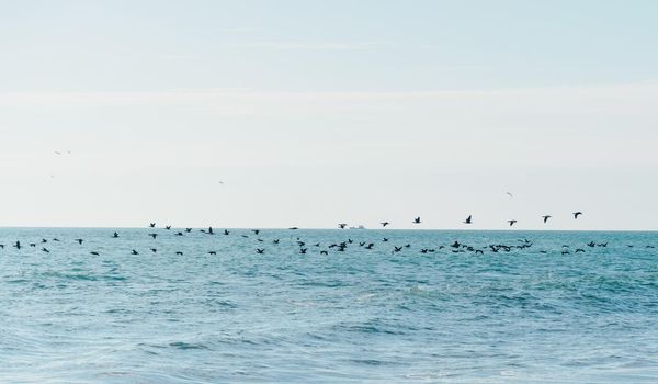 Long flock of birds flying over sea surface