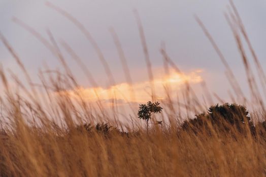 Nature background. High yellow dry grass at sunset