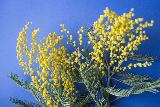 Spring concert. Mimosa on a blue background. Mimosa close-up. Happy spring. Space for text.