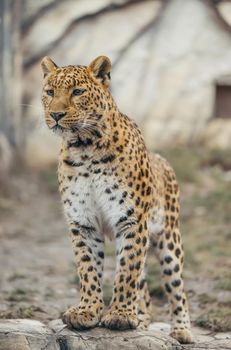 Leopard walking outdoor, wildlife.
