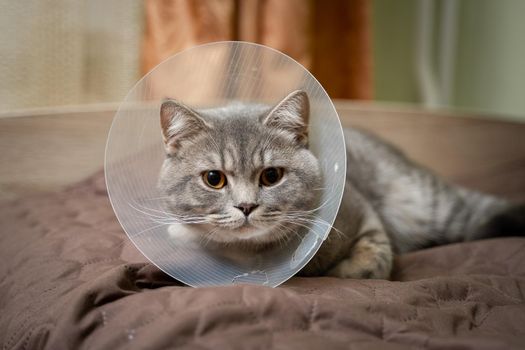 Tired cat gray Scottish Straight breed resting with veterinairy cone after surgery at home on the couch. Animal healthcare concept. After surgery cat's recovery in or E-Collar. Elizabethan Collar.