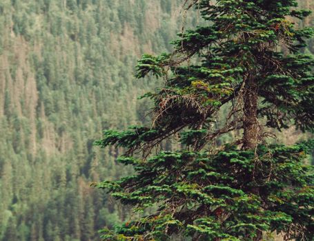 Pine tree close-up on background of forest outdoor