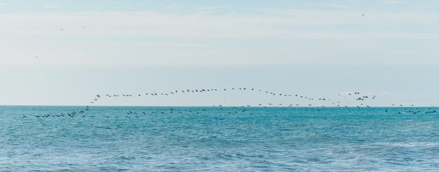 Long row flock of birds flying over sea surface