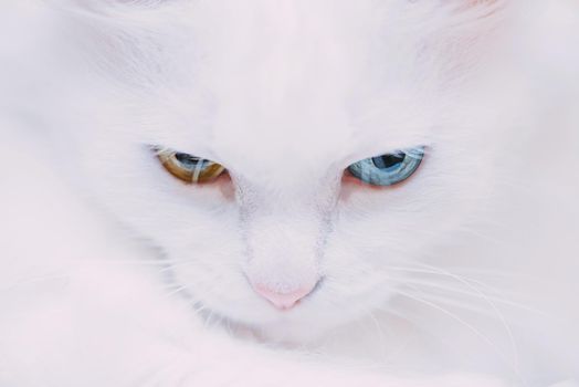 Portrait of white turkish van cat with different colored eyes.