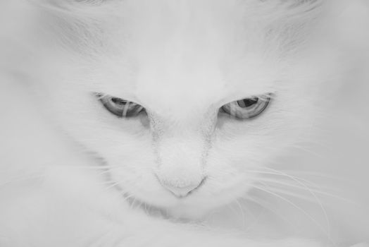 Monochrome portrait of fluffy white cat.