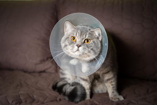 Sick gray Scottish Straight breed cat wearing pet medical collar cone Elizabethan collar to avoid licking at house. British cat after surgery at home on couch wearing protective plastic cone on head.