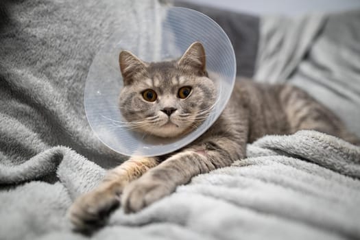 Domestic gray British Shorthair cat with orange eyes in a protective collar at home on the couch after surgery. The topic is medicine and the protection of pets. The cat is resting after castration.