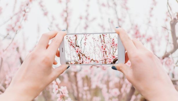 Image of female hands taking photo of blossoming peach tree in spring with smartphone, point of view.