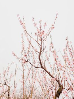 Beautiful blossoming peach tree in spring garden.