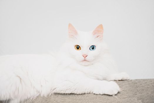 White turkish van cat with different colored eyes lying on sofa, staring at camera.