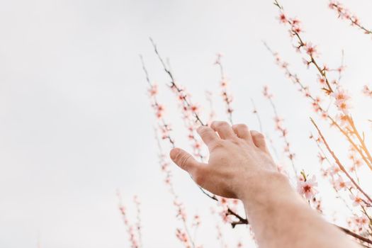 Male hand reaches for a blooming peach tree.