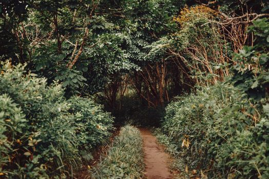 Old overgrown dirt road in the deep summer forest.