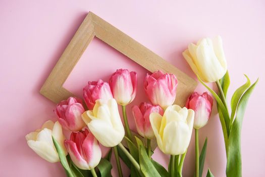 Pink and yellow Tulip flowers on a pink background. The view from the top. The concept of spring. Women's day. Mother's day.