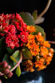 Kalanchoe flower blossoms