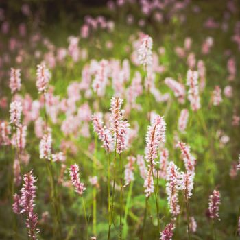 Pink wilflowers in the mountains, nature background