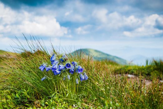 Lilac bells - lat. Campanula alpina - wildfllowers of Carpathian mountains