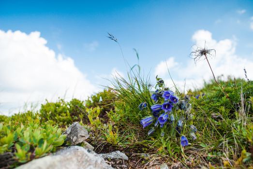 Lilac bells - lat. Campanula alpina - wildfllowers of Carpathian mountains