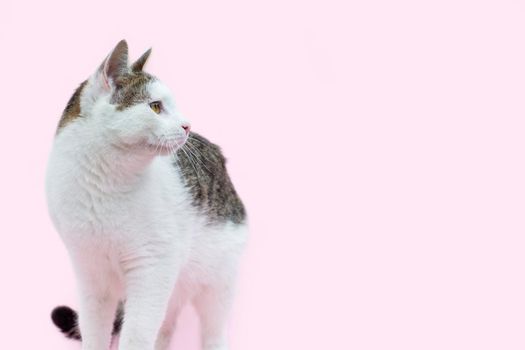 Beautiful fluffy spotted wite and grey cat isolated on a pink background. Curious cat standing Full length and looking away. Pets.