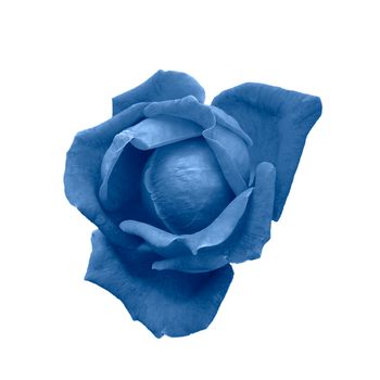 Deep blue rose head isolated on white. Toned navy blue rose flower. Top view, close up. Color of the 2020 year