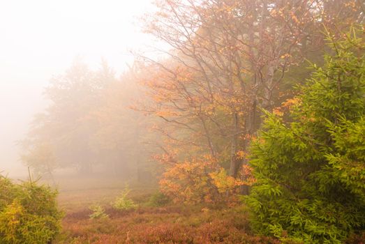 Autumnal fog in the mounains. Mystery forest.