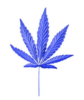 Dark blue Cannabis leaf isolated on white. Hemp leaf close up. Marijuana drugs is produced from Cannabis leaf.