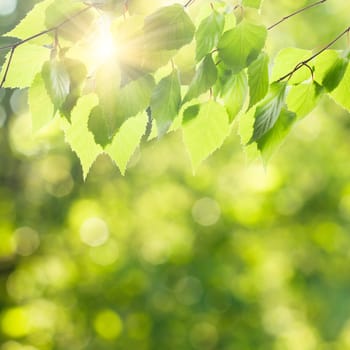 Green leaves over defocused nature background and sunlight