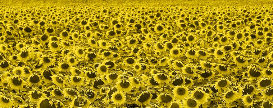 Sunflower field. Panoramic view. Field of Blooming sunflowers, rural landscape. Panoramic view on sunflowers field toned in Illuminating yellow trendy color of 2021