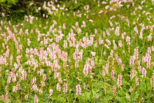 Bistort - Pink wilflowers in the mountains, nature background