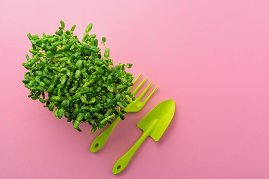 Micro green growing sprouts on pink background, top view, copy space