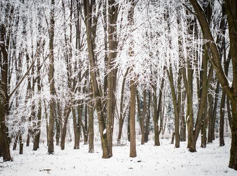 Snow covered trees in the forest in winter