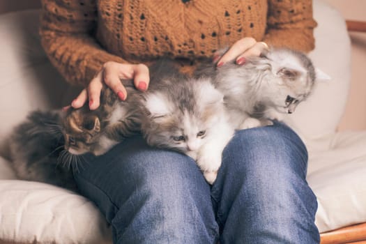 Four kittens on the girl's knees close up