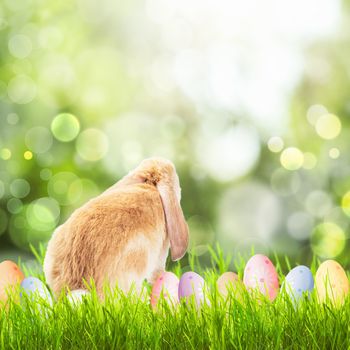 Easter greetings with grass, spring flowers, bunny and eggs