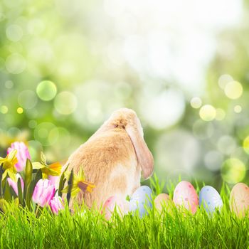 Easter greetings with grass, spring flowers, bunny and eggs