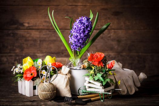 Garden tools for flowers over wooden background