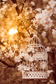 Bird cage on the apple blossom tree in evening glow