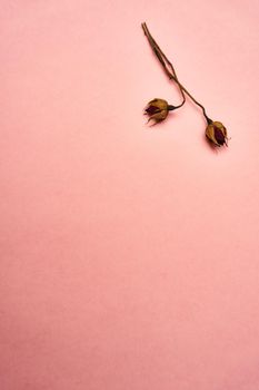 flowers decoration cinnamon pink background top view. High quality photo