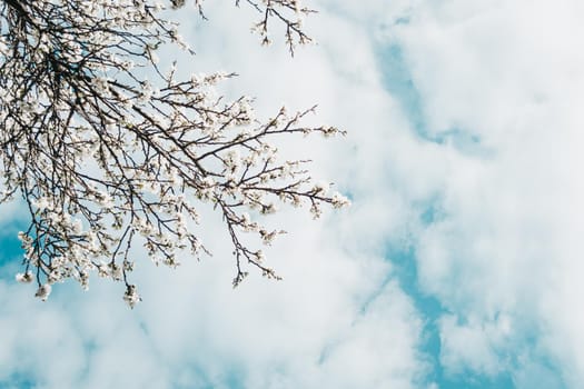 Blooming plum branches against the sky. Spring background.