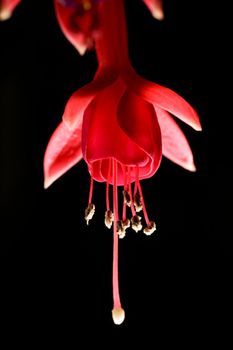 A close up view of fuchsia flowers.