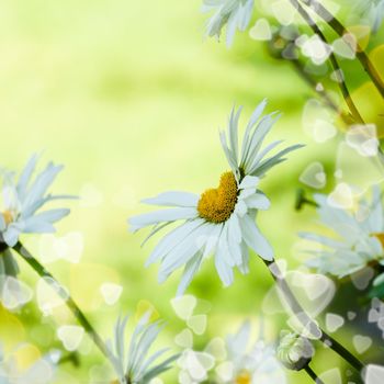 Heart daisy flower as a holiday background for valentine