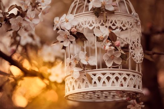 Bird cage on the apple blossom tree in evening glow