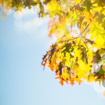 Leaves of Canadian maple tree over blue sky