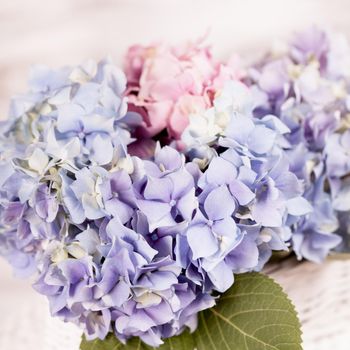 Blue hydrangea flowers in the white basket. Flower decor for the home