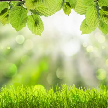 Spring background with green grass and leaves over defocused light