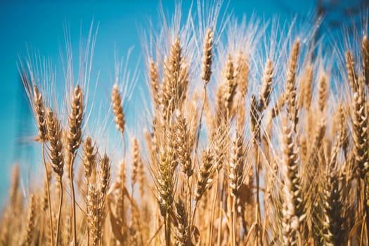 A wheat field, fresh crop of wheat.