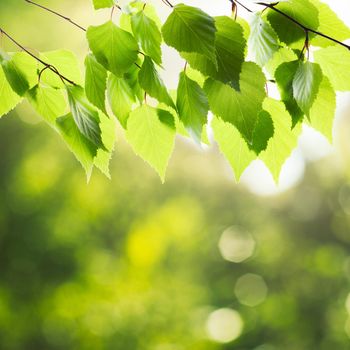 Green birch leaves over defocused nature background and sunlight